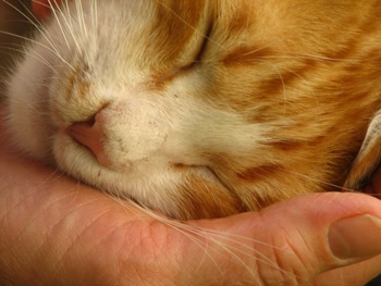 This photo of a kitty receiving some TLC was taken by Sara Haj-Hassan of Memphis, Tennessee.